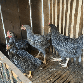 Ayam barred rock berbulu belang hitam putih yang kuat dan menarik