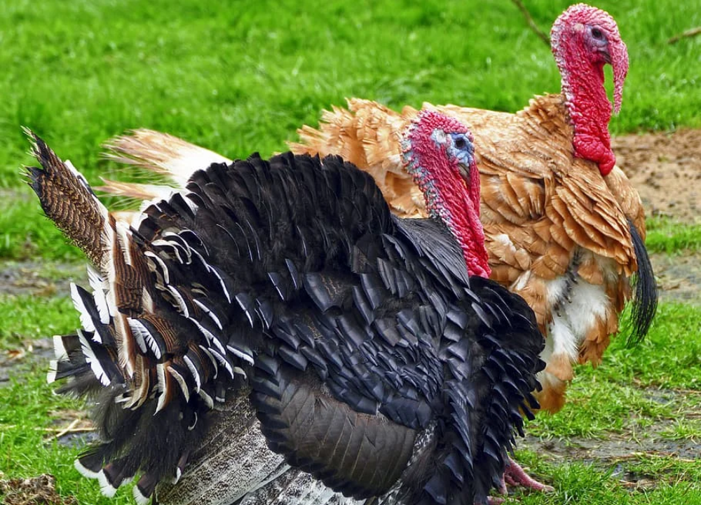 Ayam kalkun jantan dengan bulu ekor mengembang lebar seperti kipas dan leher berwarna cerah.