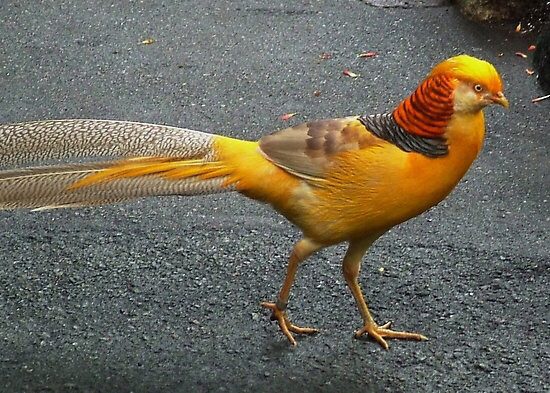 Yellow Pheasent atau ayam pegar kuning