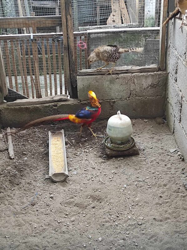 Golden pheasant memiliki bulu cantik yang berwarna merah dan gold atau emas