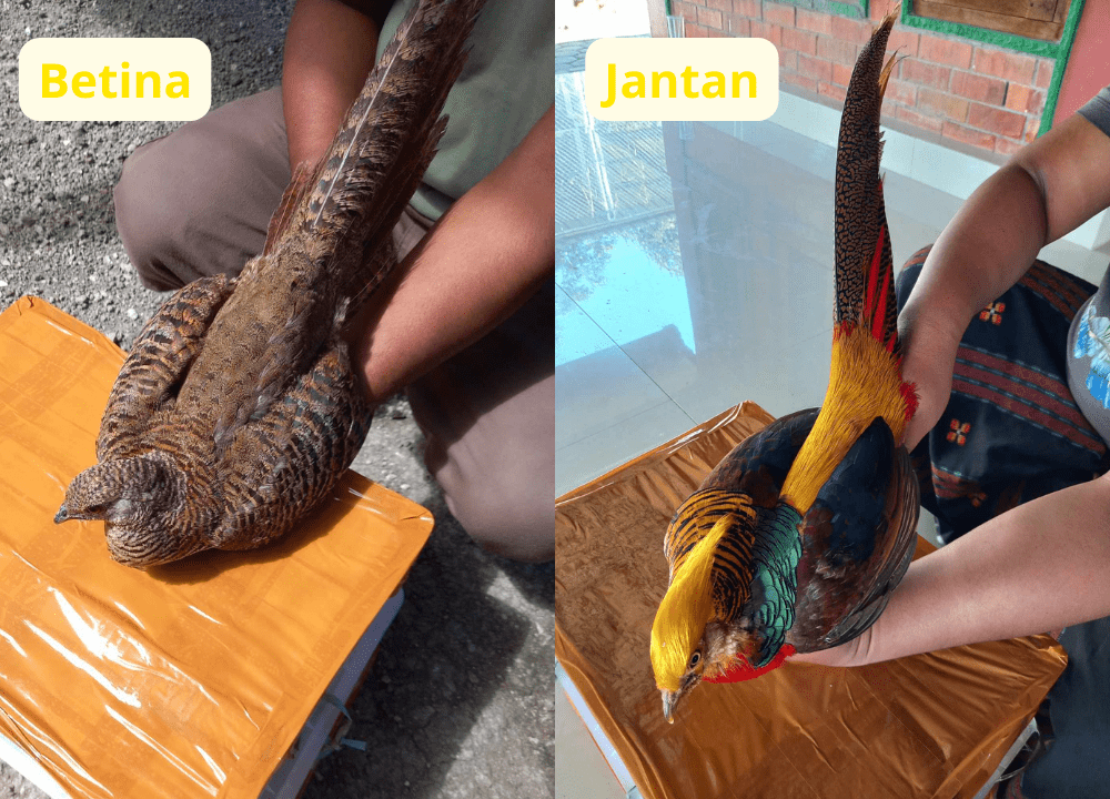 ayam golden pheasant betina cenderung cokelat tidak seperti golden pheasant jantan yang memilki warna mernarik