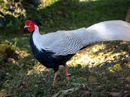 
Silver Pheasant memiliki postur tubuh yang lebih besar dibandingkan jenis ayam pheasant lainnya