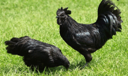 Ayam Cemani saat ini banyak diternakkan untuk dijadikan sebagai hewan hias oleh penghobi ayam hias