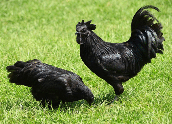 Ayam Cemani saat ini banyak diternakkan untuk dijadikan sebagai hewan hias oleh penghobi ayam hias
