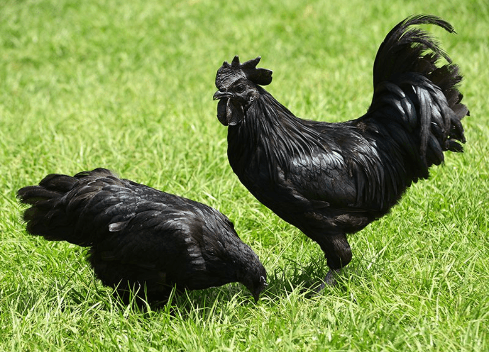 Ayam Cemani saat ini banyak diternakkan untuk dijadikan sebagai hewan hias oleh penghobi ayam hias