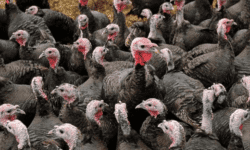 Jual Ayam Kalkun
