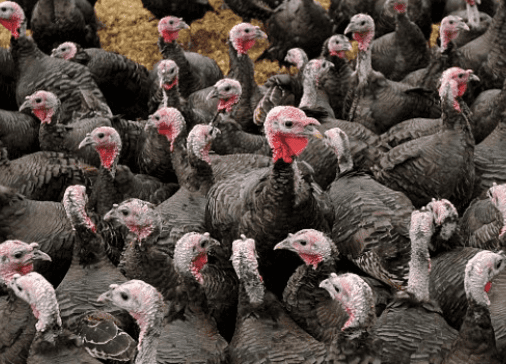 Jual Ayam Kalkun