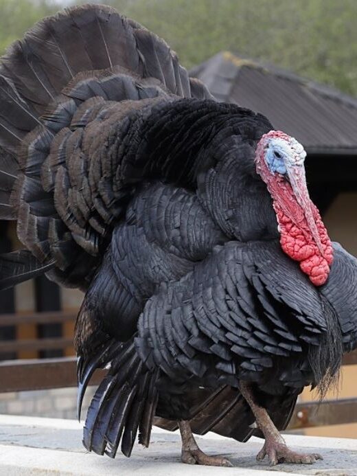 Ayam kalkun black spanish adalah jenis kalkun yang mempunyai bulu berwarna hitam