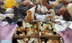 Kenali Ayam Kampung Super JOPER: Ciri, Keunggulan, dan Perbedaannya Kenali Ayam Kampung Super JOPER : Ciri, Keunggulan, dan Perbedaannya