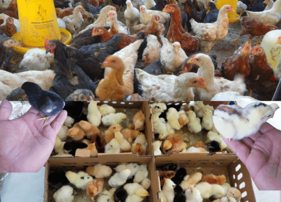 Kenali Ayam Kampung Super JOPER : Ciri, Keunggulan, dan Perbedaannya