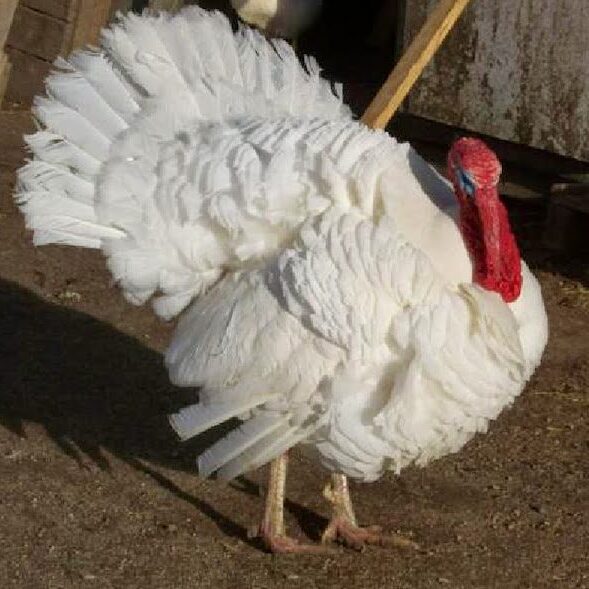 Ayam kalkun white holland adalah jenis kalkun yang mempunyai bulu berwarna putih