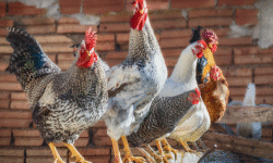 Ayam Barred Rock: Keunggulan, Ciri, dan Alasan Cocok untuk Ternak 5 Keunggulan Ayam Barred Rock yang Perlu di Ketahui