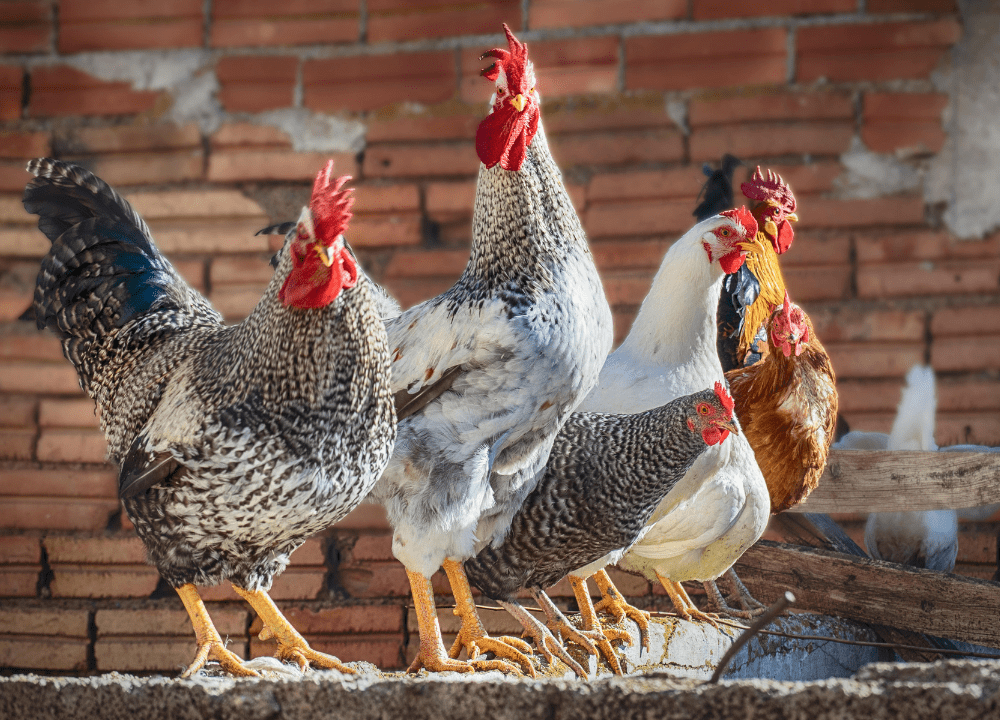 5 Keunggulan Ayam Barred Rock yang Perlu di Ketahui