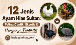 12 Jenis Ayam Hias Sultan: Paling Cantik, Eksotis & Harganya Fantastis 12 Jenis Ayam Hias