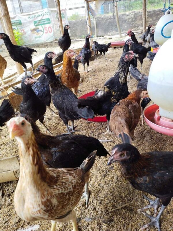 Ayam KUB usia 3 bulan