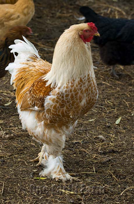 Ayam Brahma Eropa