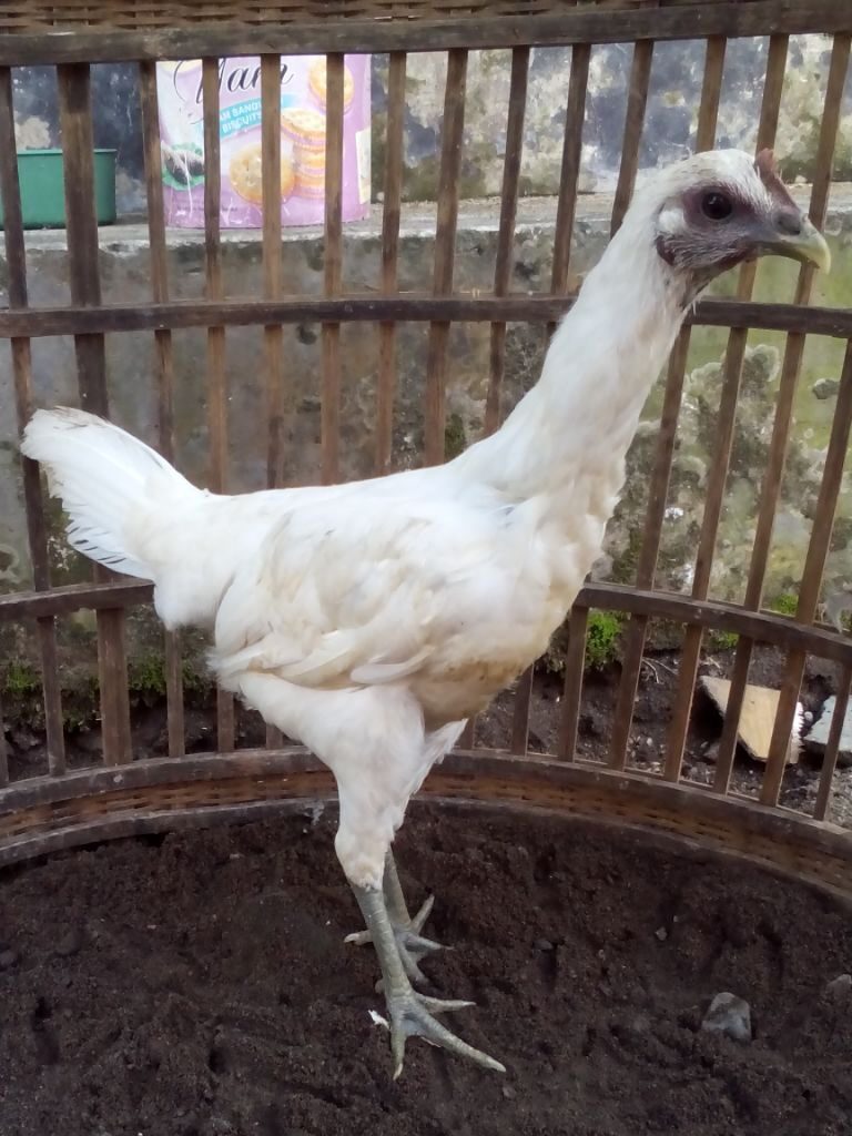 Ayam Pelung