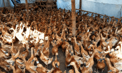 Mengenal Itik Mojosari: Itik Petelur Lokal dengan Produksi Telur Tinggi