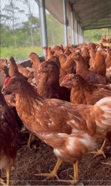 Ayam Petelur usia 16 minggu