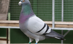 Merpati American Giant Runt