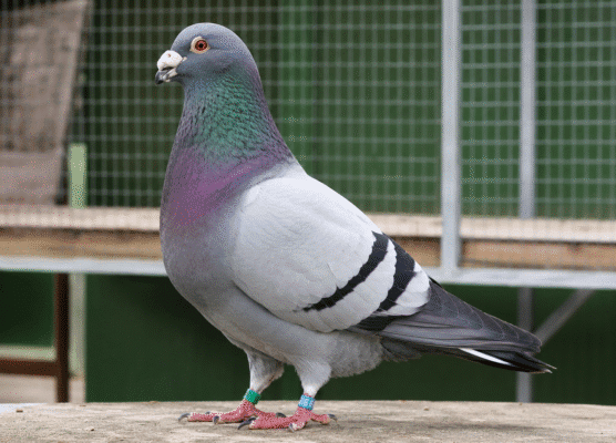 Merpati American Giant Runt