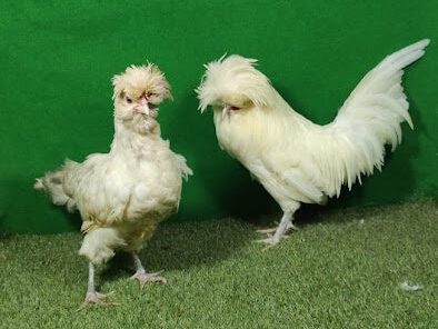 Ayam poland si ayam yang memiliki jambul di bagian kepalanya