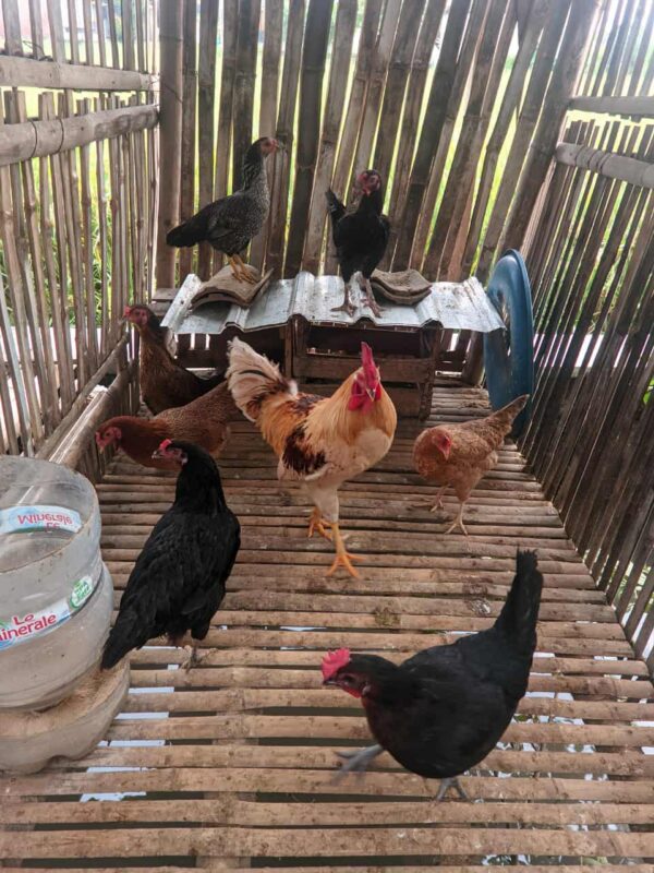 Ayam KUB Indukan