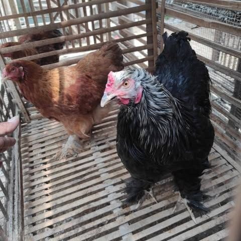 Ayam Brahma dengan tubuh besar dan bulu tebal yang menutupi kaki, tampil gagah dan berwibawa seperti bangsawan di dunia unggas.