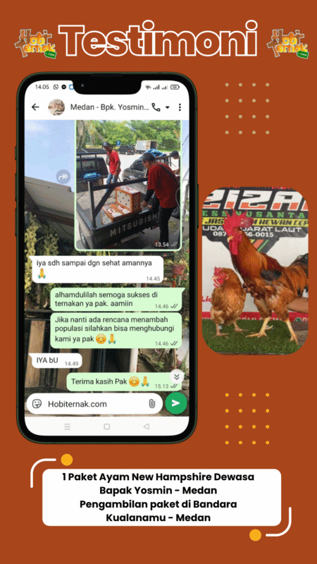 Testimoni pesanan Ayam New Hampshire 1 Paket Bpk Yosmin di Medan