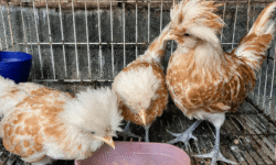 Panduan Lengkap Merawat Ayam Poland: Jaga Jambul Cantiknya Tetap Memukau!