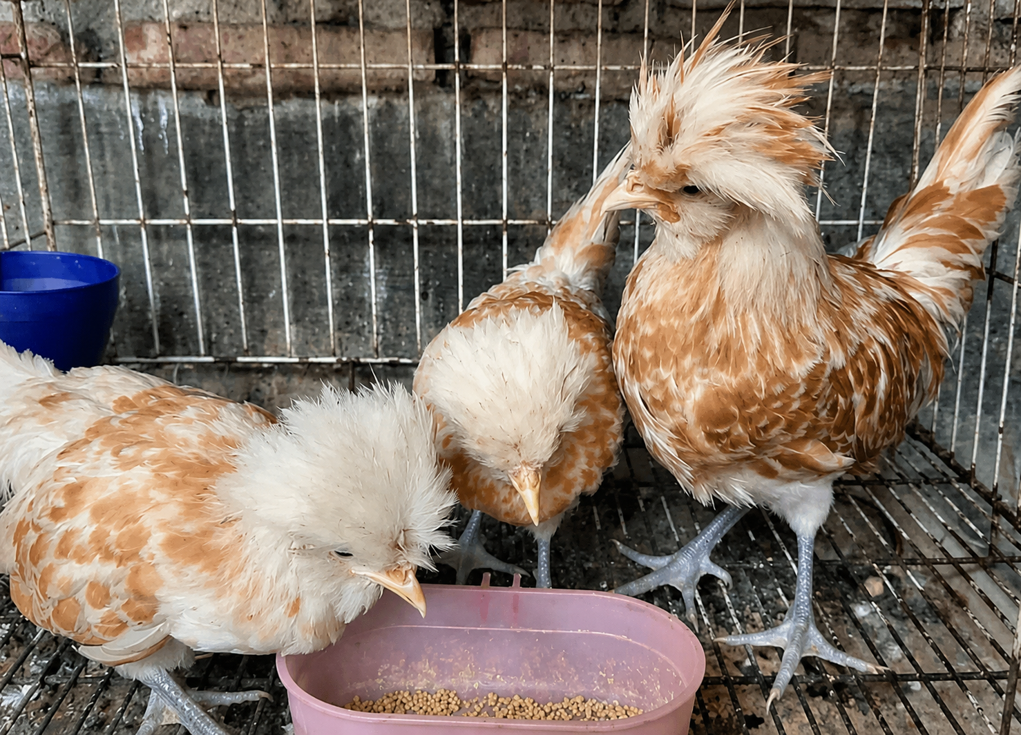 Panduan Lengkap Merawat Ayam Poland: Jaga Jambul Cantiknya Tetap Memukau!