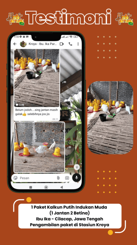 Testimoni pesanan Ayam Kalkun 1 paket Ibu Ika di Cilacap