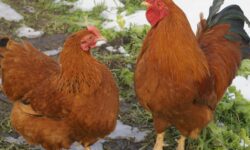 Ayam New Hampshire jantan dan betina dewasa, ras unggulan penghasil daging dan telur berkualitas.