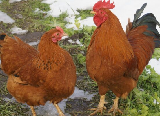 Ayam New Hampshire jantan dan betina dewasa, ras unggulan penghasil daging dan telur berkualitas.