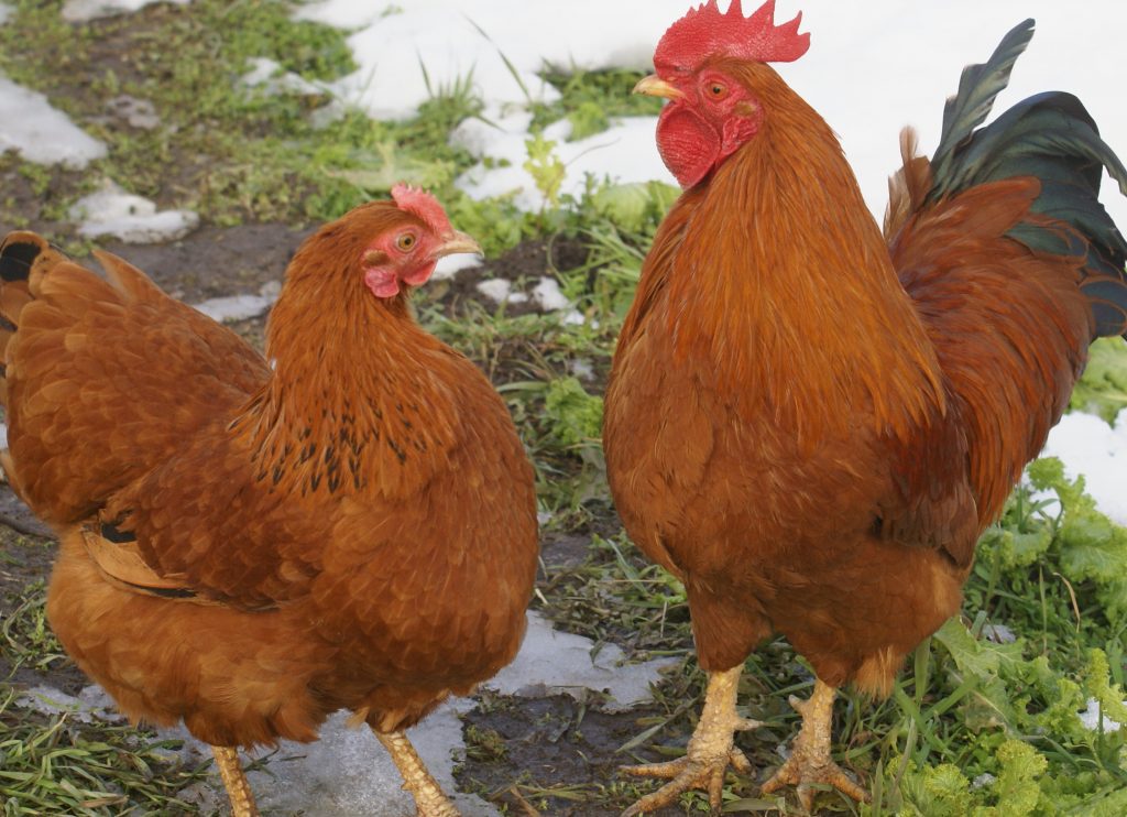 Ayam New Hampshire jantan dan betina dewasa, ras unggulan penghasil daging dan telur berkualitas.