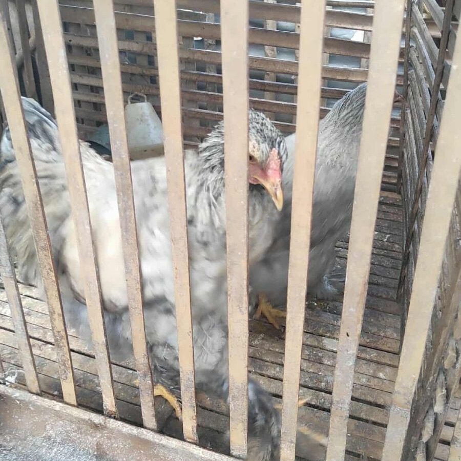 Pesona Blue Brahma dengan bulu abu-abu kebiruan yang lembut dan berkilau, menampilkan kesan mewah nan elegan di setiap sudut pencahayaan.