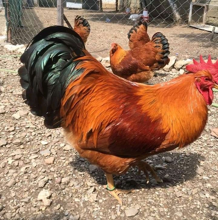 Ayam New Hampshire dengan ciri bulu merah keemasan dan pertumbuhan tubuh yang cepat.