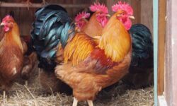 Ayam New Hampshire Red sebagai ayam dwiguna penghasil telur dan daging