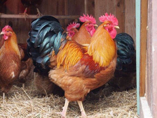 Ayam new hampshire