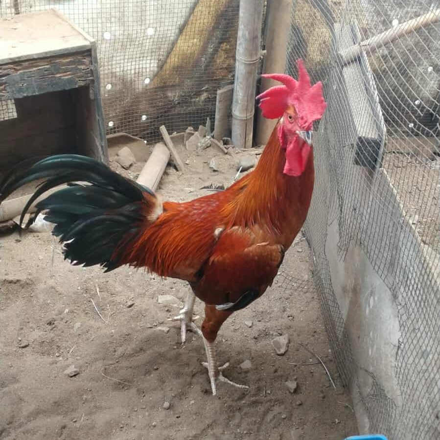 Ayam pelung jantan dewasa dengan postur besar dan leher panjang