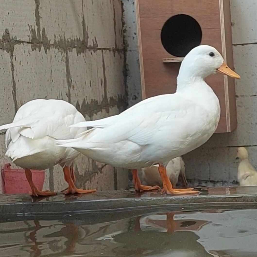 Call Duck, bebek mini dengan suara lantang dan bulu beragam, cocok sebagai hewan peliharaan yang ramah dan mudah dijinakkan. | image 3