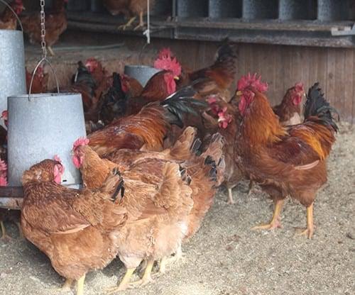 Ayam New Hampshire Red dewasa dengan bulu merah kecokelatan di dalam kandang peternakan