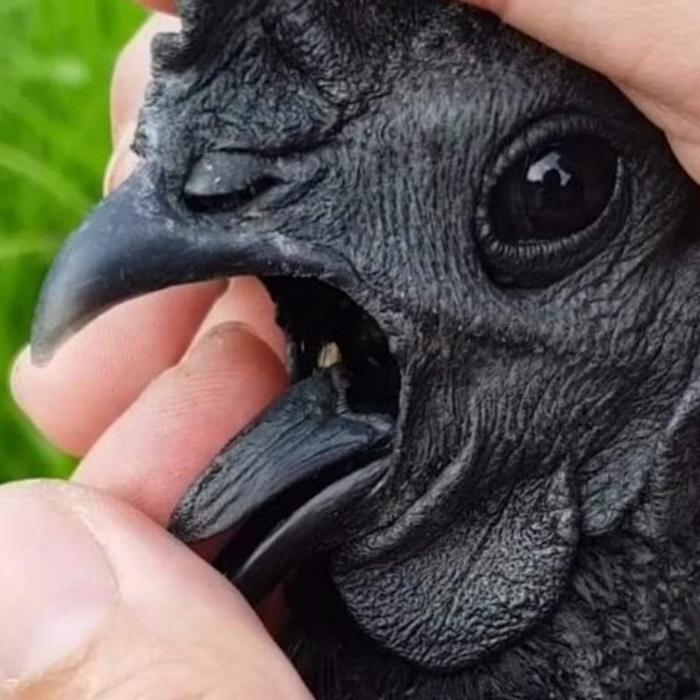 Ayam Cemani Lidah Hitam