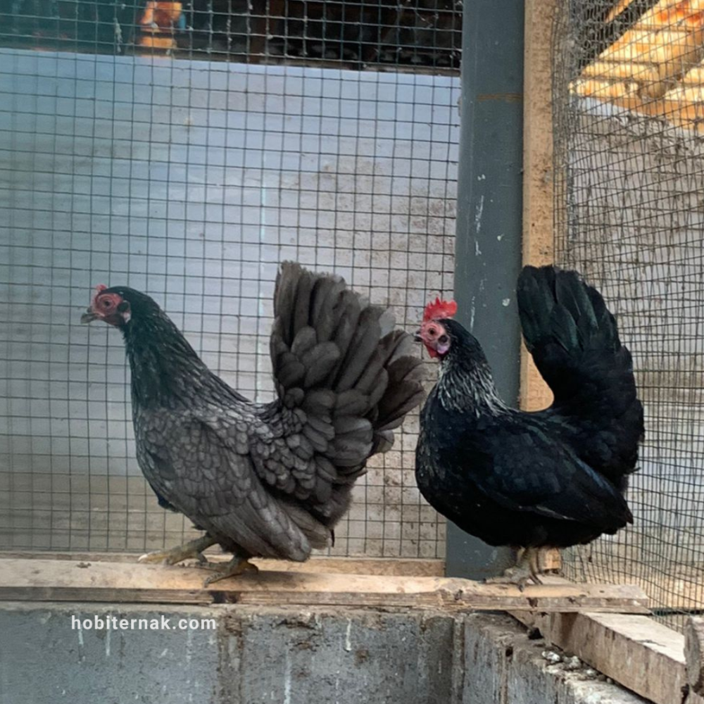 Ayam Kate