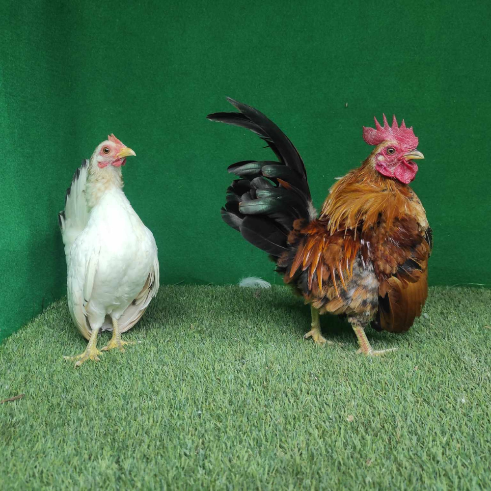 Ayam Serama