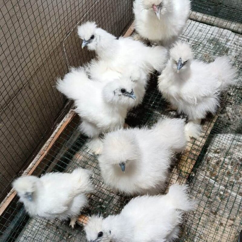 American silkie adalah jenis ayam kapas yang memiliki bulu tebal dan lebat