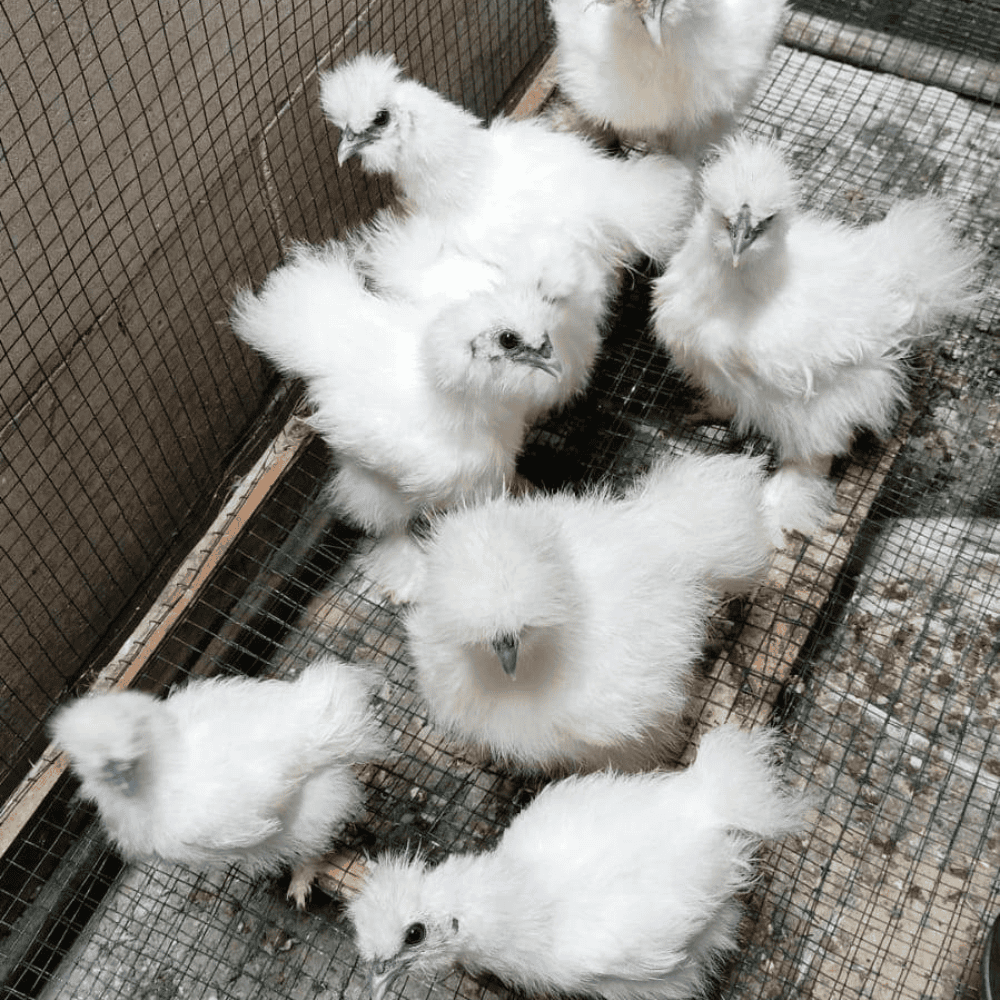 American Silkie