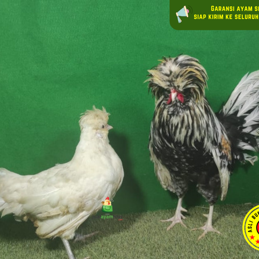Ayam Poland