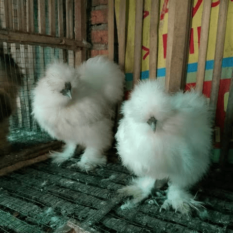 Ayam American Silkie dengan bulu halus seperti kapas menjadi salah satu ayam hias unik yang banyak diminati penghobi.