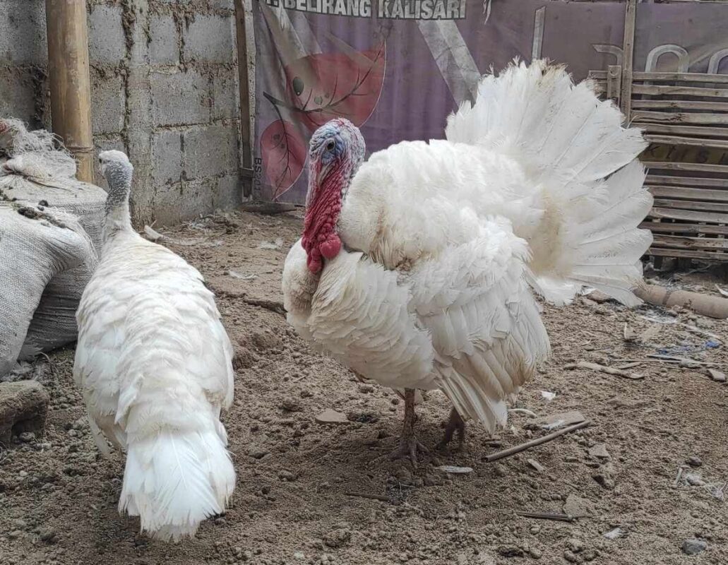 Ayam kalkun white holland adalah jenis ayam kalkun yang mempunyai bulu berwarna putih.